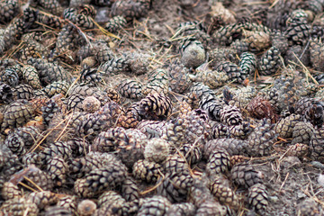 Fir tree and pine tree cones background