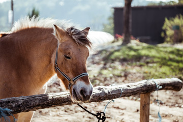 Portrait d'un cheval marron dans un centre équestre