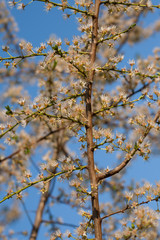Branch of a blossom cheery