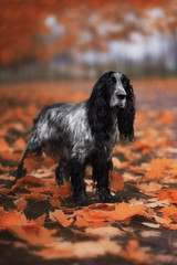 Cute Russian spaniel black and white Sits and run and play in a park