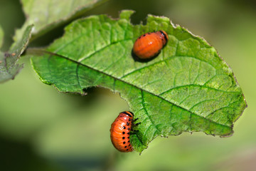 Almond blossoms over blurred nature background