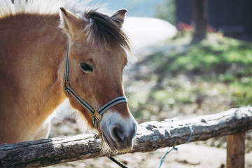 Portrait d'un cheval brun © PicsArt