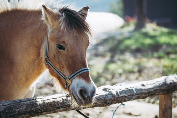 Portrait d'un cheval brun