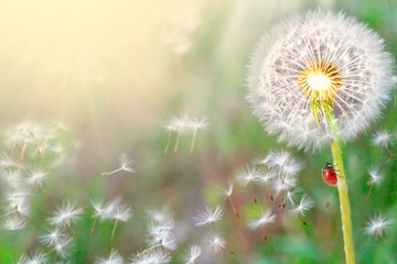 dandelions close-up on nature in spring against backdrop of summer. The wind blows away seeds of dandelions, template for summer vacations on nature. ladybug
