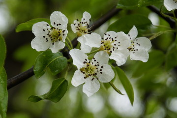 Pear Flowers Spring May. Blooming garden.