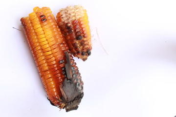 Grill BBQ corn with white background. Sweet corn also called sugar corn and pole corn is a variety of maize with a high sugar content.