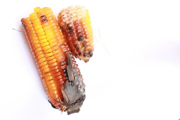 Roasted corn cobs on bbq isolated on white background. Healthy food