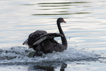 Schwarzer Trauerschwan landet mit weit gespreizten Flügeln auf einem See