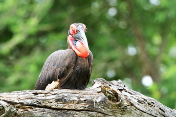 southern ground hornbill in Kruger national park in South Africa