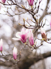 Wunderschöne Magnolien - Frühlingszeit