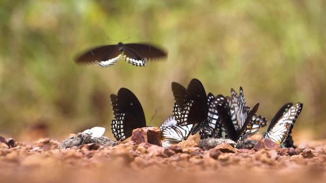 Group of butterflies try to get some food from minerals and sewage at Pang Sida, National Park at Thailand. Tropical area. Macro shot. 2