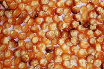 Bulk of yellow corn grains background