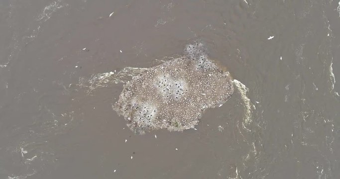 Rising top-down drone footage over an island on the Ottawa river coved in seagulls surrounded by flooding water.