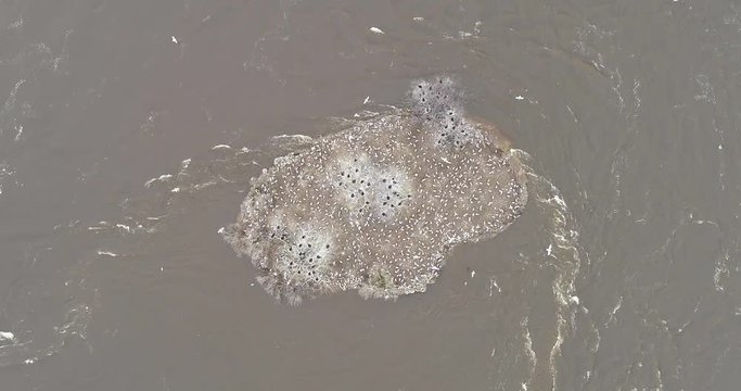 Slow motion top-down drone footage over an island covered in seagulls on the Ottawa River during the 2019 Flood.