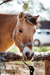 Cheval dans un centre équestre © PicsArt