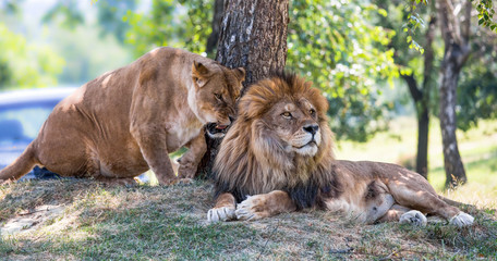 Lion and lioness lie down on the grass