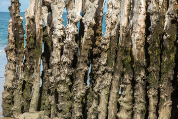 Big breakwater, 3000 trunks to defend the city from the tides  in Saint-Malo, Ille-et-Vilaine, Brittany, France