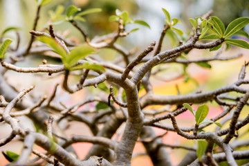 Abstract colored background close up. Macro.