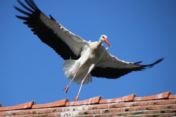 Storch im Flug