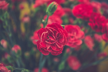 red roses bouquet closeup. pastal. vintage concept.