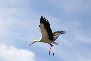 fliegender Storch