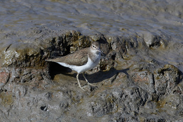 Common sandpiper (Actitis hypoleucos)