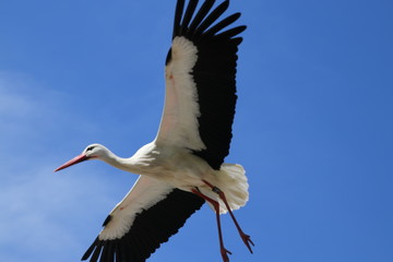 fliegender Storch