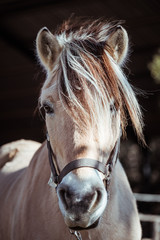Cheval dans un centre équestre © PicsArt