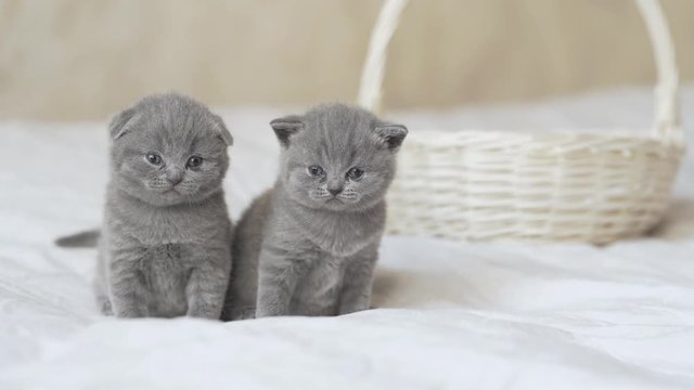 Close up video of two adorable and cute kittens of scotland fold and scotland straight breeds.When one kitten turns its head to the front, both kittens wait a bit before moving in the right direction.