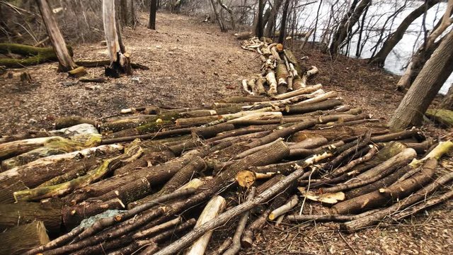 Piles of sticks on the ground in a forest area beside Sir John A Macdondald Parkway protecting it from The Ottawa River Flood 2019.