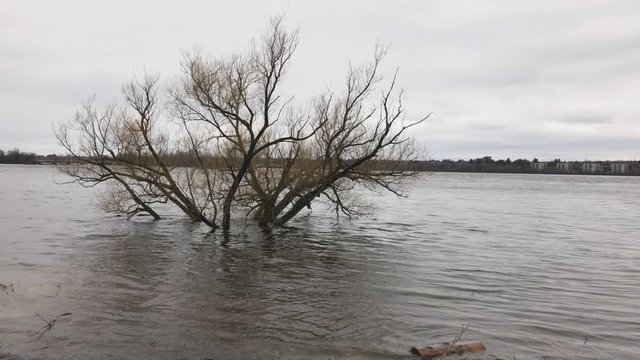A tree submerged in water in off the Ottawa River during the 2019 Ottawa Flood.