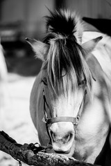 Portrait d'un cheval marron dans un centre équestre © PicsArt