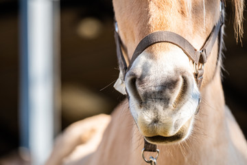 Close up sur les naseaux d'un cheval © PicsArt