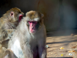 japanese macaque, zoo