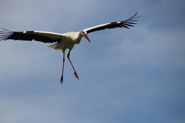 fliegender Storch