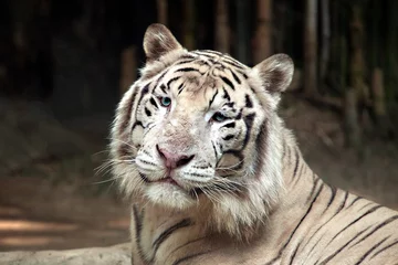 Zelfklevend Fotobehang white tiger © apple2499