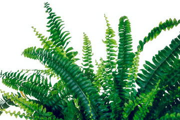 Studio photo shoot of a Nephrolepis exaltata 