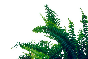 Studio photo shoot of a Nephrolepis exaltata "Boston fern", on a white background with copy space.