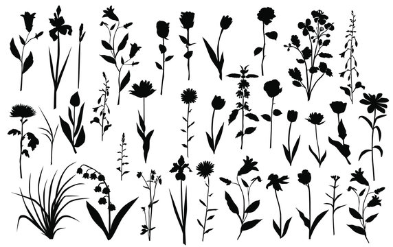 Collection of flower silhouettes, rose, lily, Tulip, Daisy, bell, dandelion, chrysanthemum, iris, wild flower, grass, leaves, black color, isolated on white background