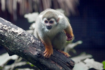 Squirrel Monkey Climbing trees in nature.