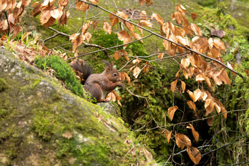 Ein freigestelltes Eichhörnchen der braunen Phase sitzt zwischen bemoosten Felsen in Seitenansicht und frisst eine Nuss