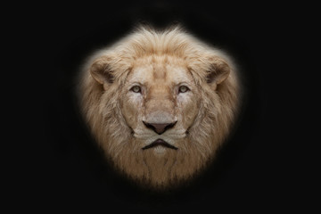 Lion face on black background.