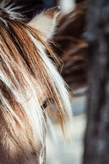 Close up sur l'oeil d'un cheval marron © PicsArt