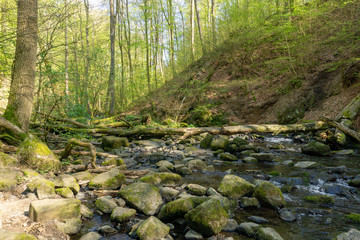Naklejka na ściany i meble Small Creek in a Forest in Germany Holzbachschlucht