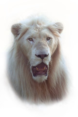 White Lion on white background. 