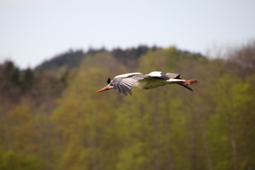 Fototapeta premium fliegender Storch