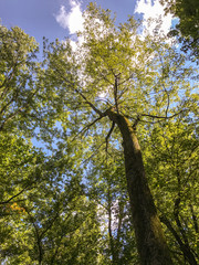 Natural forests have many trees that Is an interesting for tourist destination and should be preserved.