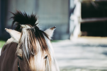 Close up sur l'oeil d'un cheval marron © PicsArt