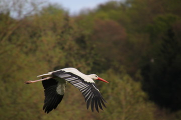 fliegender Storch