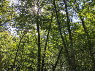 Natural forests have many trees that Is an interesting for tourist destination and should be preserved.